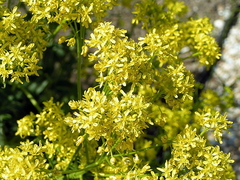 Pastel - Isatis tinctoria