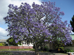 Jacarandá Azul - Jacarandá Mimoso - Jacaranda mimosifolia - Plantamundo