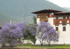 Jacarandá Azul - Jacarandá Mimoso - Jacaranda mimosifolia na internet