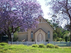 Jacarandá Azul - Jacarandá Mimoso - Jacaranda mimosifolia - comprar online