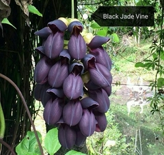 Jade Preta - Jade Negra - Trepadeira