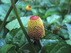Jambú - Spilanthes oleracea