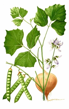 Jicama - Jacatupé - Batata Mexicana - Pachyrhizus erosus