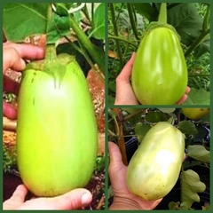 Jiló Gigante - Solanum gil - Soolanum aethiopicum