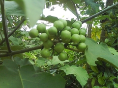 Jurubeba - Solanum paniculatum