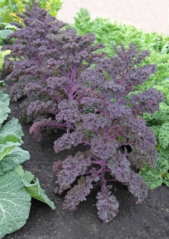 Couve Scarlet Kale - Couve violeta - comprar online