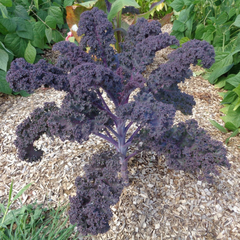 Couve Sympatic Kale - Couve violeta