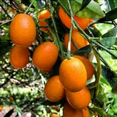 Laranjinha Kinkan - Citrus japonica