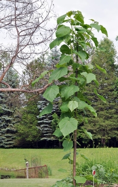 Kiri - Paulownia tomentosa - 100 sementes
