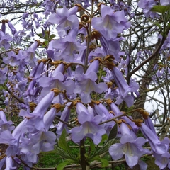 Kiri - Paulownia tomentosa - 100 sementes - Plantamundo