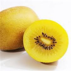 Kiwi Gold - Actinidia chinensis - comprar online