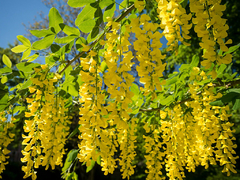 Laburnum - Chiva de Ouro - Golden Chain Tree - Laburnum anagyroides - Bonsai ou Árvore - Plantamundo