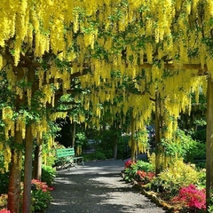 Laburnum - Chiva de Ouro - Golden Chain Tree - Laburnum anagyroides - Bonsai ou Árvore na internet