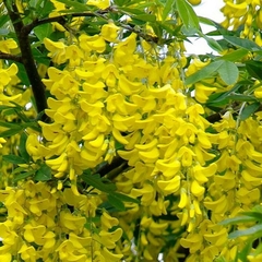 Laburnum - Chiva de Ouro - Golden Chain Tree - Laburnum anagyroides - Bonsai ou Árvore - comprar online