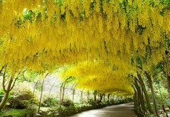 Laburnum - Chiva de Ouro - Golden Chain Tree - Laburnum anagyroides - Bonsai ou Árvore