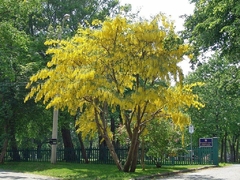 Laburnum - Chiva de Ouro - Golden Chain Tree - Laburnum anagyroides - Bonsai ou Árvore - loja online