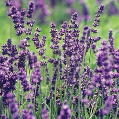 Alfazema verdadeira - Lavanda - Lavandula angustifolia