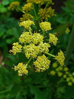 Levistico - Levisticum officinalis - Lovage - Erva Aromática e medicinal na internet