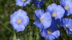 Linho Azul - Linum usitatissimum - 100 Sementes