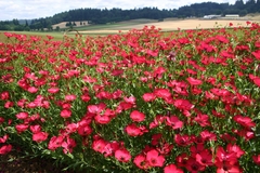 Linho Vermelho - Scarlet Flax Linum grandiflorum Flor