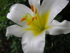 Lirio Regalo - Lirio Real - Royal Lily - Lilium regale - Flor na internet