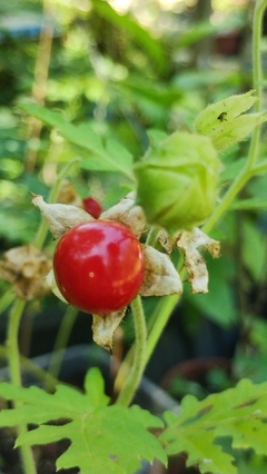 Juciri - Litchi Tomato - Morelle de Balbis - Solanum sisymbriifolium