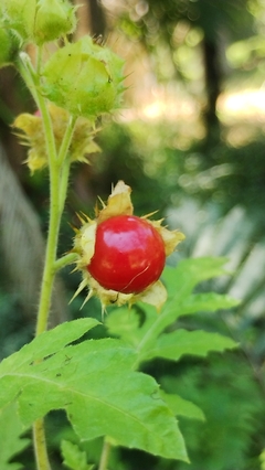 Juciri - Litchi Tomato - Morelle de Balbis - Solanum sisymbriifolium na internet