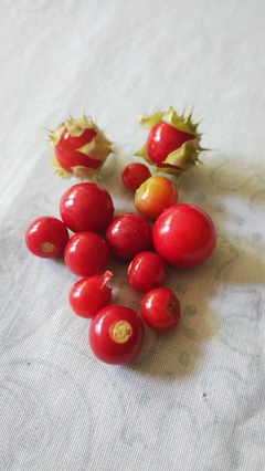 Juciri - Litchi Tomato - Morelle de Balbis - Solanum sisymbriifolium - comprar online