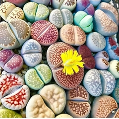 Lithops - Plantas Pedra na internet