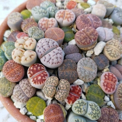 Lithops - Plantas Pedra - comprar online