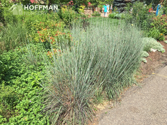 Imagem do Grama Azul - Little Bluestem - Schizachyrium Scoparium