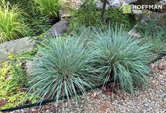 Grama Azul - Little Bluestem - Schizachyrium Scoparium - loja online