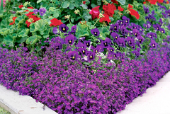 Lobelia Purple Riviera - Lobelia erinus - Flor