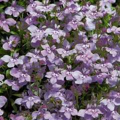 Lobelia Twilight Lilac - Lobelia erinus - Flor