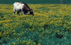 Lotus Corniculatus - Loto - Cornichão - Pasto Apicola - Flor