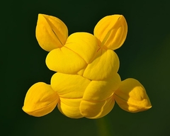 Lotus Corniculatus - Loto - Cornichão - Pasto Apicola - Flor - Plantamundo