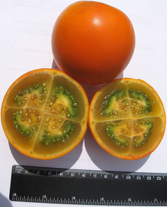 Lulo - Naranjilha - Naranjilla - Solanum quitoense