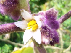 Lulo - Naranjilha - Naranjilla - Solanum quitoense na internet