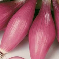 Cebolla Italiana Cipolla Rossa Lunga Di Firenze