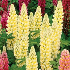 Lupino amarelo - Lupinus densiflorum - Sementes