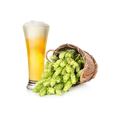 Trepadeira cerveja - Humulus lupulus