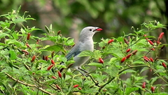 Pimenta Malaguetinha - Capsicum frutescens