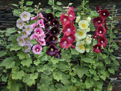 Malva Rosa Sortida - Alcea Rosea - comprar online