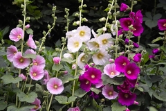 Malva Rosa Sortida - Alcea Rosea