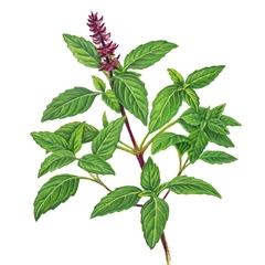 Manjericão Alcaçuz - Manjericão Licorice - Ocimum basilicum