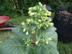 Mapacho - Tabaco Selvagem - Nicotiana rustica - Plantamundo