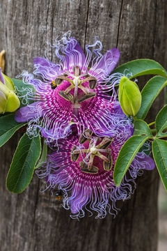 Maracujá Do Mato - Maracujá da Caatinga - Passiflora cincinatta - comprar online