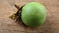 Maracujá Do Mato - Maracujá da Caatinga - Passiflora cincinatta