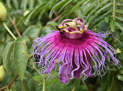 Maracujá Do Mato - Maracujá da Caatinga - Passiflora cincinatta na internet