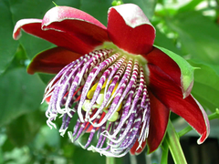 Imagem do Maracujá Doce - Passiflora alata